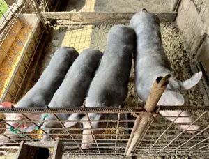 Vand porci intre 50kg si 150 kg - rasa Pietrain 