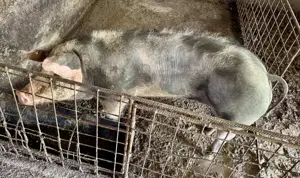 Vand porci intre 50kg si 150 kg - rasa Pietrain  - imagine 2