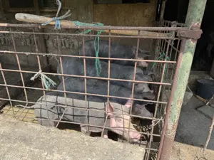 Vand porci intre 50kg si 150 kg - rasa Pietrain  - imagine 3