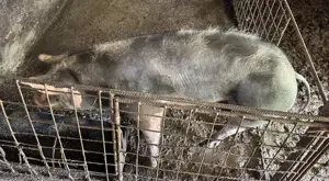 Vand porci intre 50kg si 150 kg - rasa Pietrain  - imagine 5