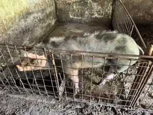 Vand porci intre 50kg si 150 kg - rasa Pietrain  - imagine 4