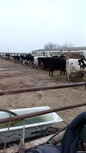 Lapte de vacă - imagine 2