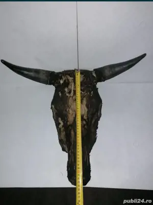 Coarne, trofeu taur - imagine 3