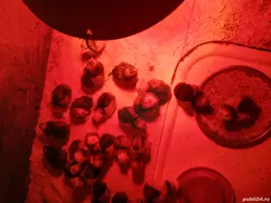 De vînzare pui cu vîrsta de  aproximativ 4luni de zile din rasa de păsări Lakenfelder.  