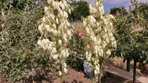 Teren de vanzare - imagine 2