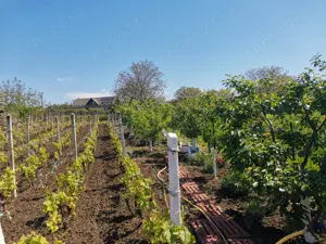 Teren de vanzare - imagine 8