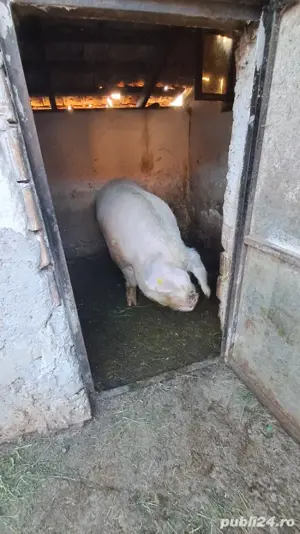 vând porc gras - imagine 3