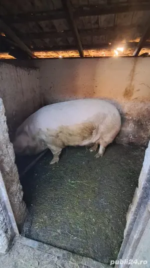 vând porc gras - imagine 2