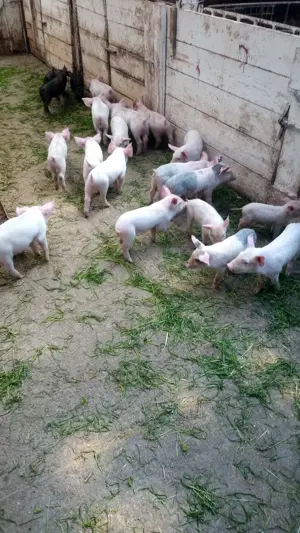 vand purcei de 8 saptamani - imagine 3