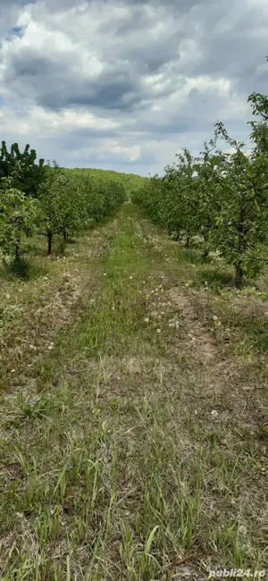 Vand 1 hectar livada meri, tanara pe rod, situata in comuna Voinesti - imagine 3