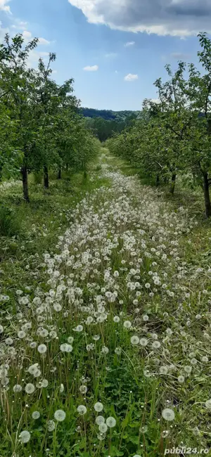 Vand 1 hectar livada meri, tanara pe rod, situata in comuna Voinesti - imagine 4