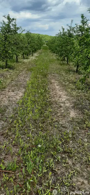 Vand 1 hectar livada meri, tanara pe rod, situata in comuna Voinesti - imagine 2