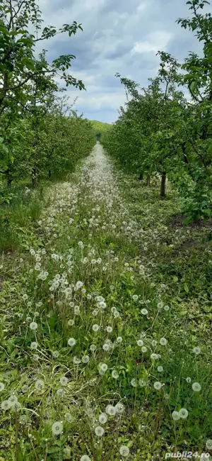 Vand 1 hectar livada meri, tanara pe rod, situata in comuna Voinesti - imagine 5
