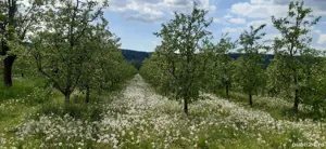 Vand 1 hectar livada meri, tanara pe rod, situata in comuna Voinesti - imagine 6