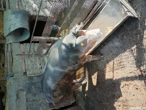 vand porci metis pietrain - imagine 2