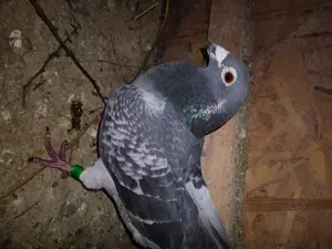 Vind porunbei voiajori - imagine 5