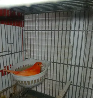 Vand canari Eforie Sud