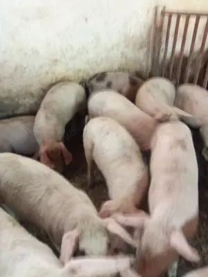 Purcei de vânzare 20-90 kg  - imagine 2