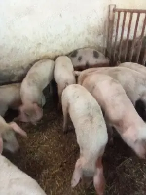 Purcei de vânzare 20-90 kg  - imagine 3