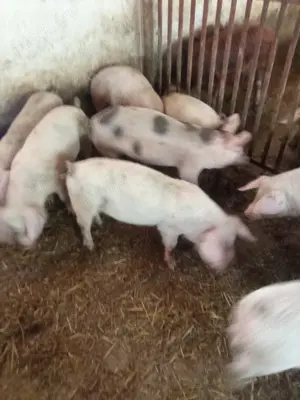 Purcei de vânzare 20-90 kg