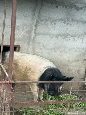 Vand porc de taiat bazna - imagine 3