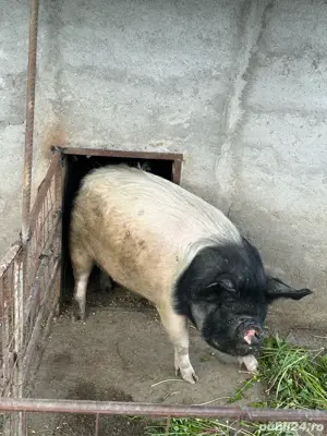 Vand porc de taiat bazna