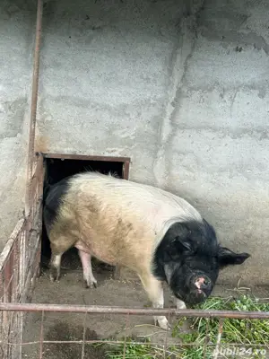 Vand porc de taiat bazna - imagine 2