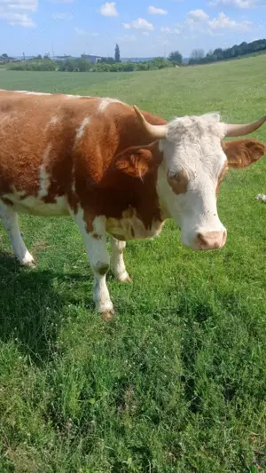 Vând juninci gestante! - imagine 2 Vând juninci gestante! - imagine 2