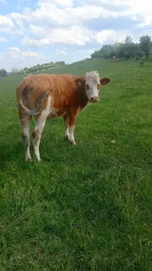 Vând juninci gestante! - imagine 3 Vând juninci gestante! - imagine 3