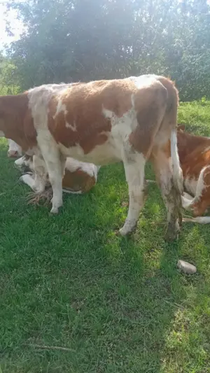 Vând juninci gestante! - imagine 5 Vând juninci gestante! - imagine 5