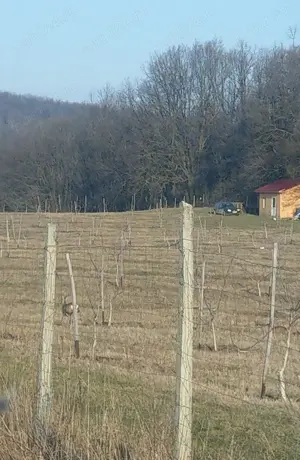 Livadă ecologică de nuci și teren agricol județul Bacău  - imagine 8