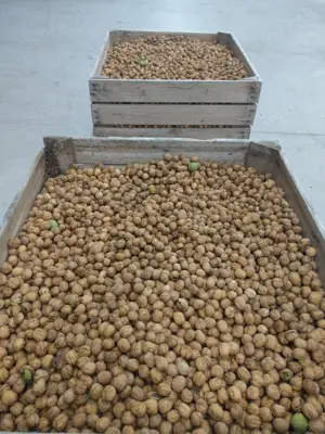 Livadă ecologică de nuci și teren agricol județul Bacău  - imagine 6