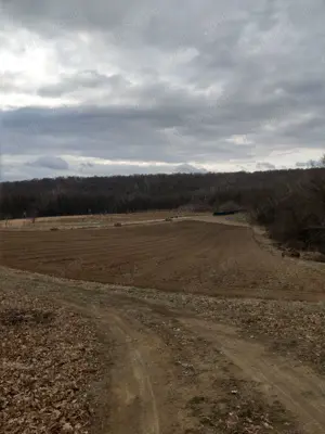 Livadă ecologică de nuci și teren agricol județul Bacău  - imagine 4