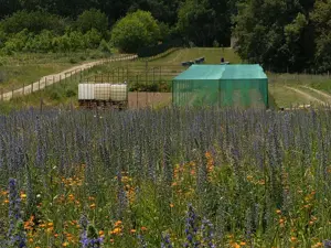 Livadă ecologică de nuci și teren agricol județul Bacău  - imagine 3