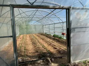 Livadă ecologică de nuci și teren agricol județul Bacău  - imagine 9