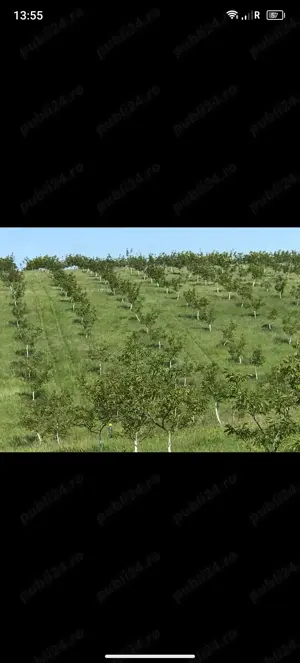 Livadă ecologică de nuci și teren agricol județul Bacău 