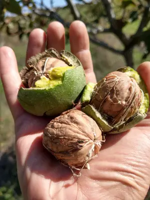 Livadă ecologică de nuci și teren agricol județul Bacău  - imagine 5