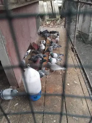 Vind porunbei voiajori - imagine 4