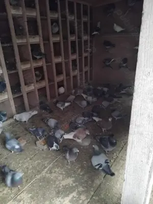 Vind porunbei voiajori - imagine 2