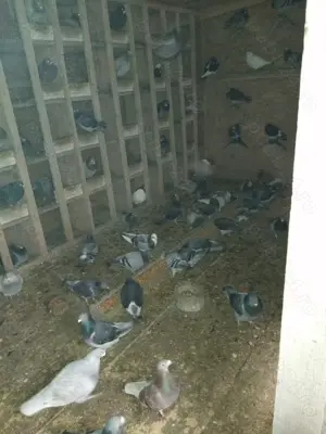 Vind porunbei voiajori - imagine 5