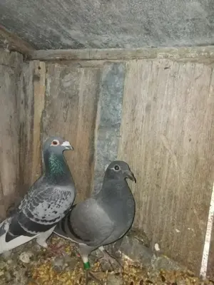 Vind porunbei voiajori