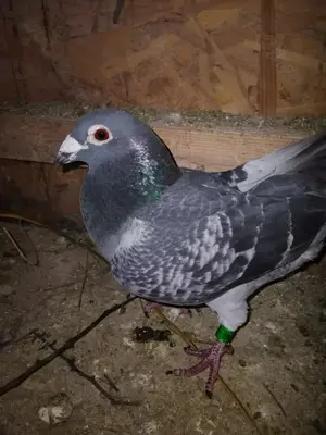 Vind porunbei voiajori - imagine 3