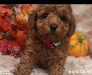 Pudel  toy deosebit - imagine 3