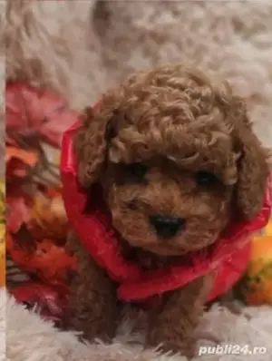 Pudel  toy deosebit - imagine 2