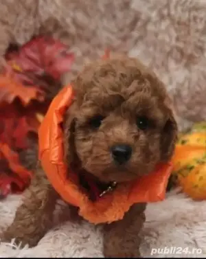 Pudel  toy deosebit