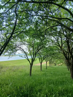 Livada pruni,loc cabana - imagine 3