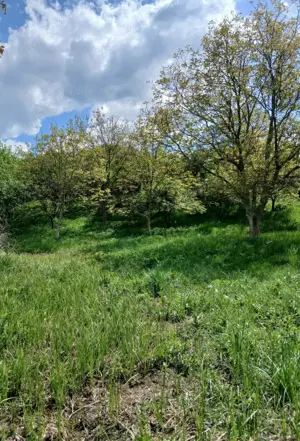 Livada pruni,loc cabana - imagine 5