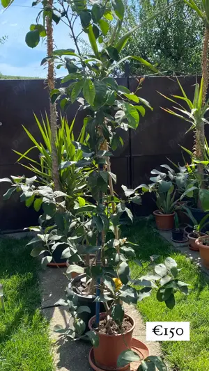 Lămâi în ghiveci- diferite dimensiuni 