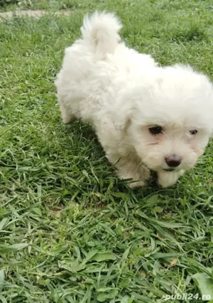 bichoni 6 saptamani - imagine 3