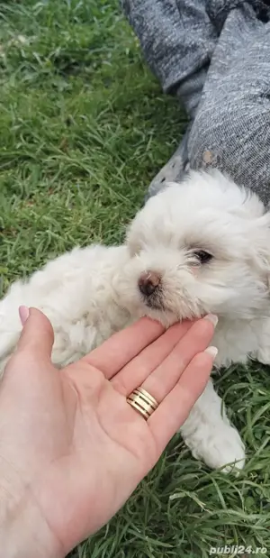 bichoni 6 saptamani - imagine 2
